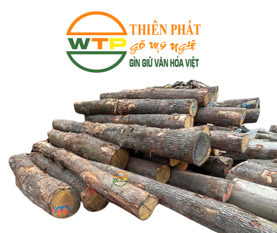 Thân gỗ sồi Âu nguyên khúc chắc chắn đạt tiêu chuẩn chất lượng cao